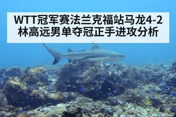 WTT冠军赛法兰克福站马龙4-2林高远男单夺冠正手进攻分析